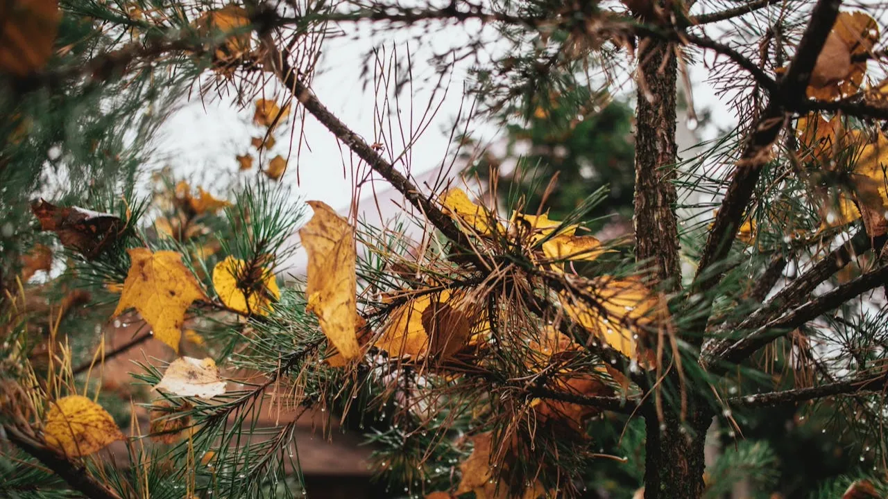 Seasonal Storage Tips