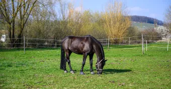 Horse Trailer Storage in Aiken, SC